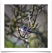 Long Tailed Tit digital - Chris Beesley